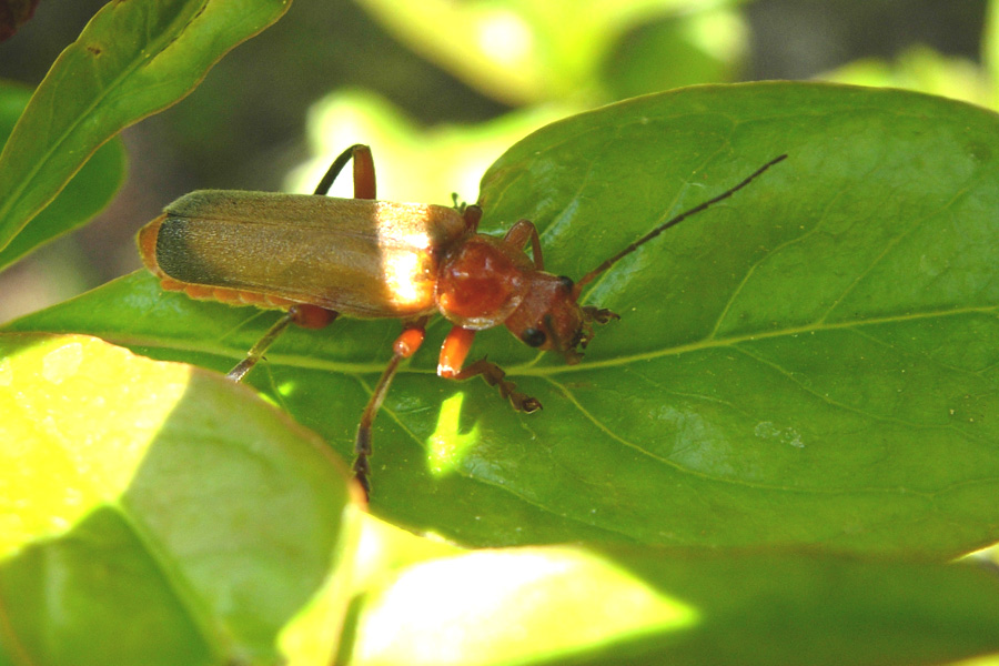 Alcuni Cantharidae, un Oedemeridae e un Cerambycidae
